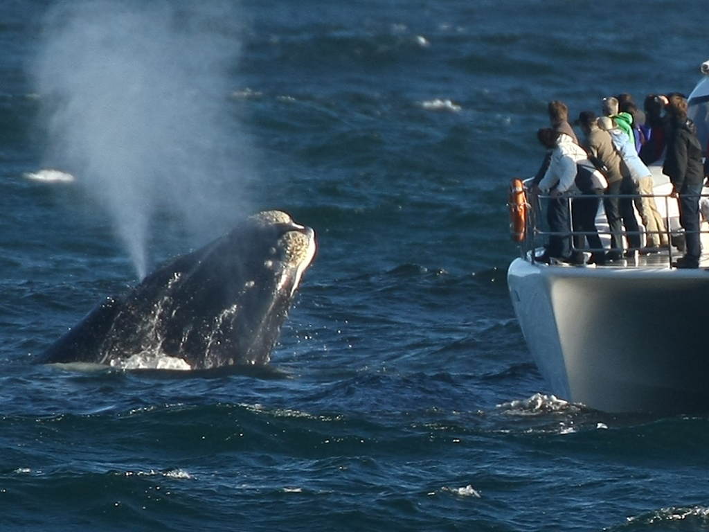 Hermanus-whale-watching