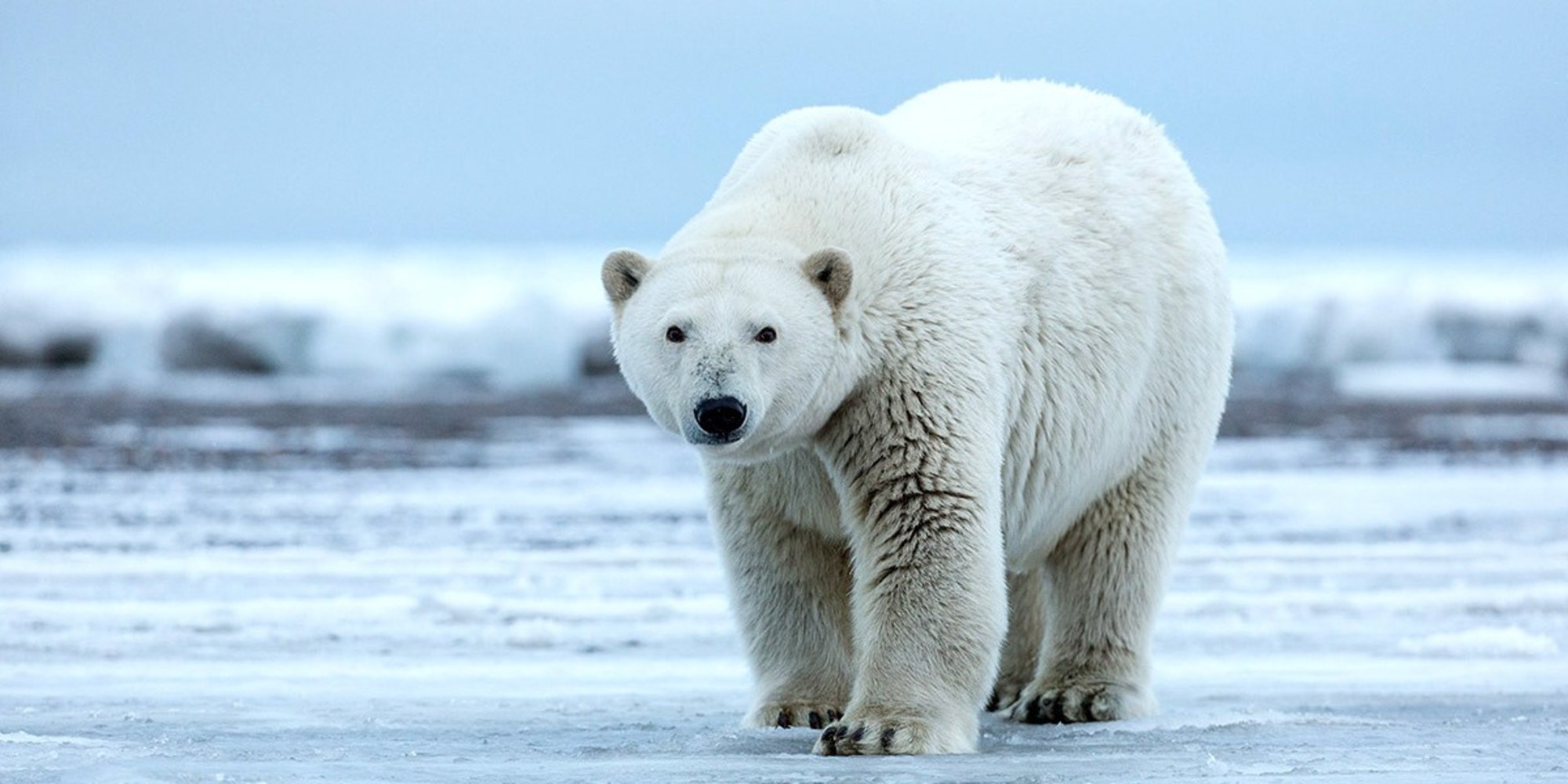 polar bear
