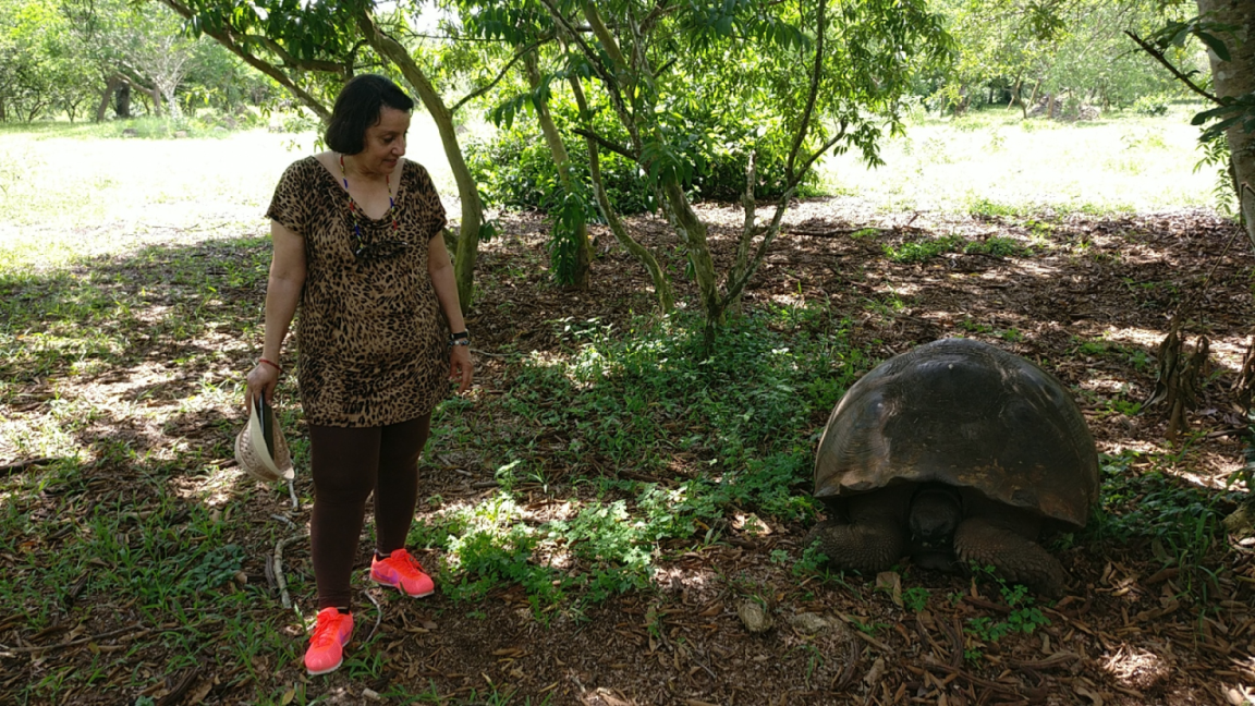 Galapagos tortoise