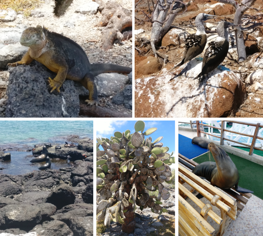 galapagos wildlife