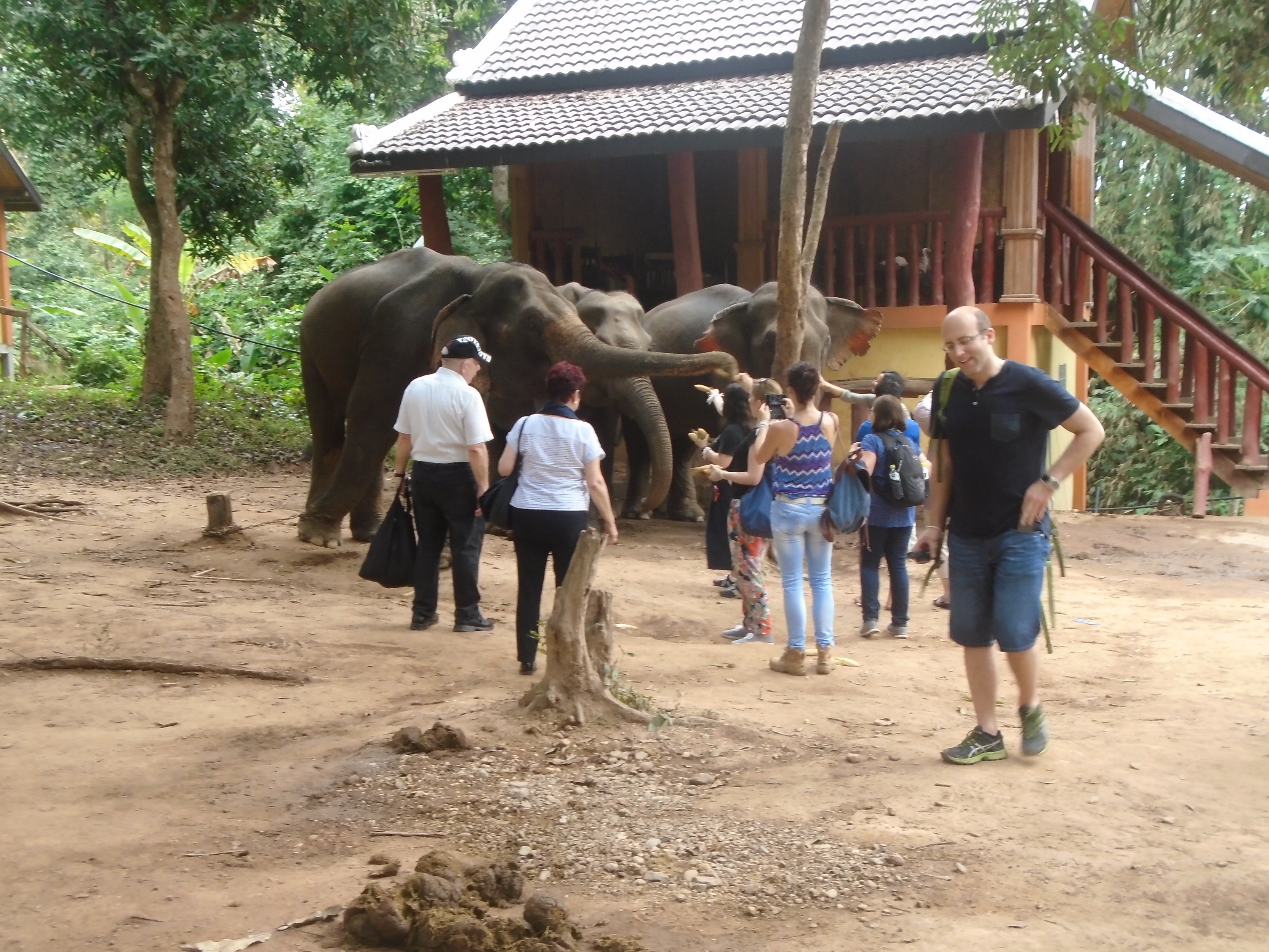 Elephant Camp