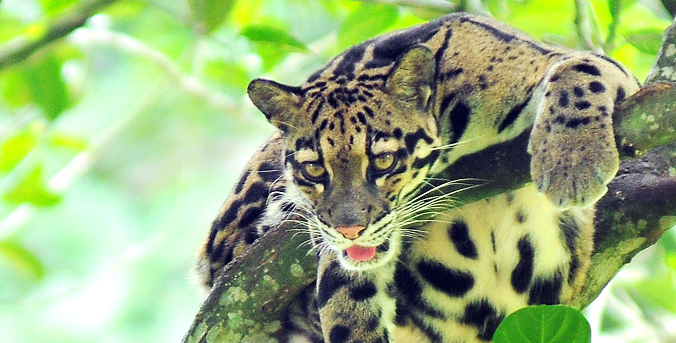 Dehing Patkai Wildlife Sanctuary