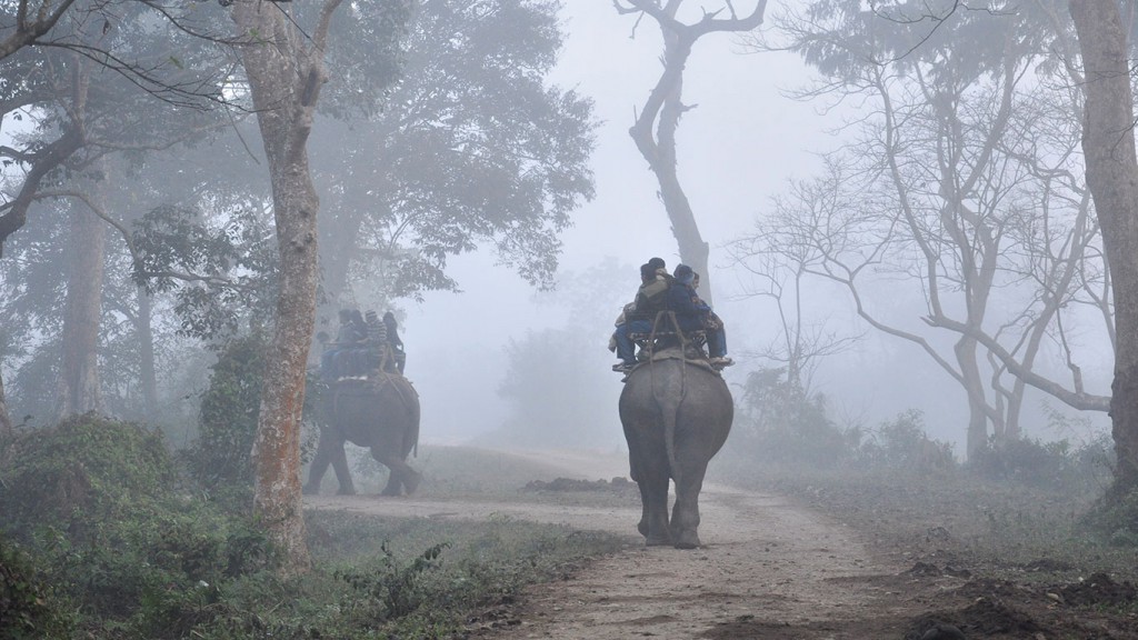 Elephant ride in Kaziranga