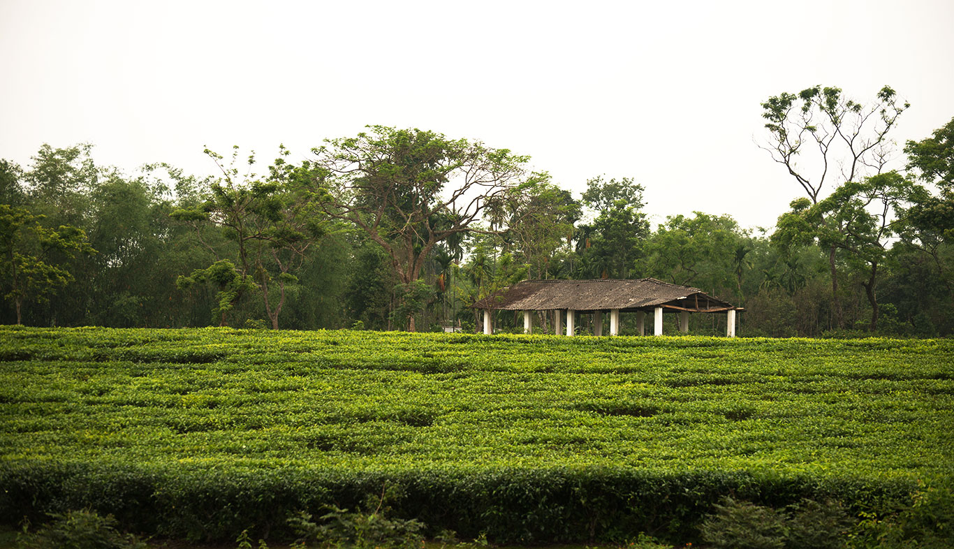 Jorhat - The tea capital of the World