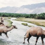 Bactrian camels in Ladakh