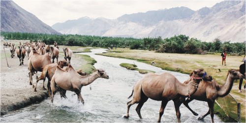 Bactrian camels in Ladakh