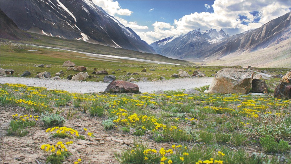 Flowers in Suru Valley, Ladakh