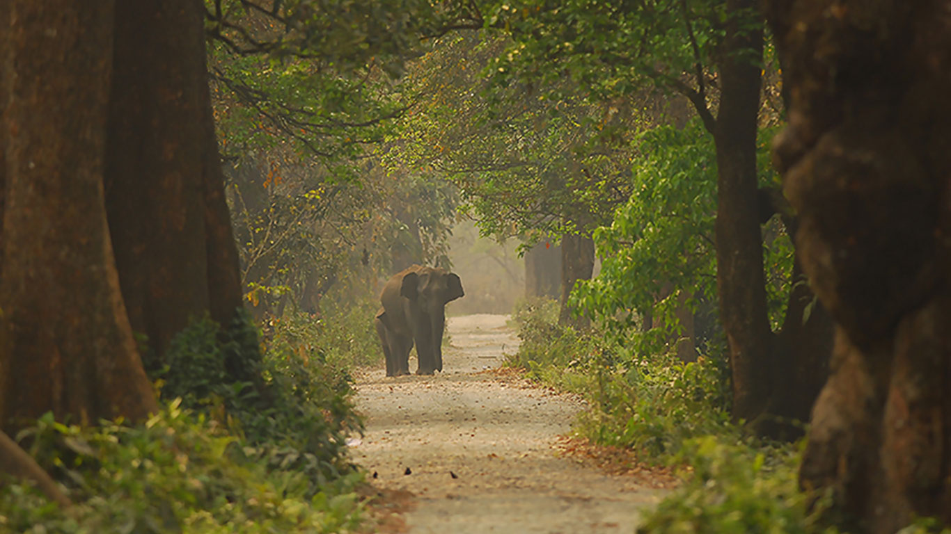 Manas National Park, Assam