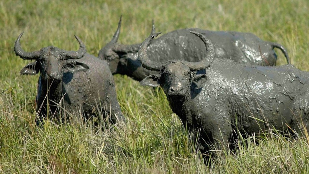 Wild Buffaloes in Orang National Park