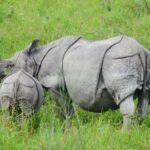 One horn rhino Kaziranga