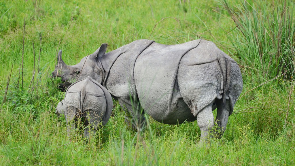 One horn rhino Kaziranga