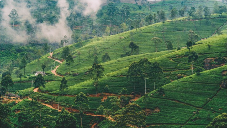 Nuwara Eliya