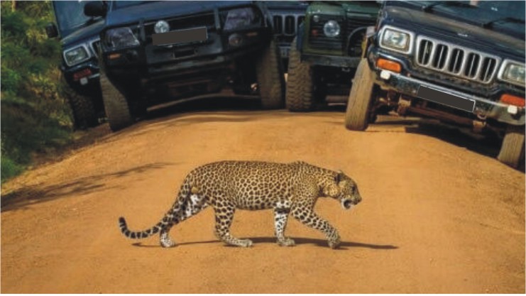 Over tourism in Yala National Park