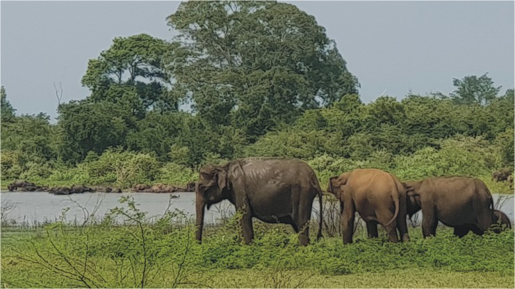 Elephants in Udawalawe National Park
