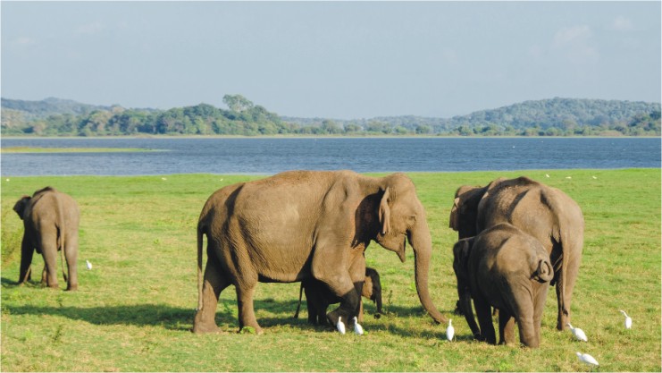 Minneriya National Park