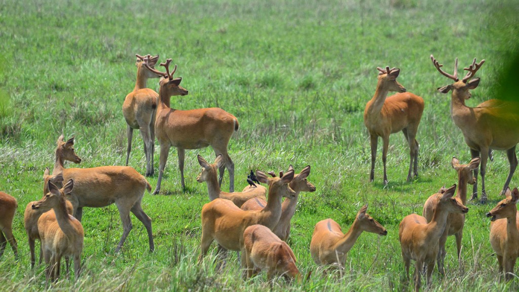 Herds of deer in Kaziranga